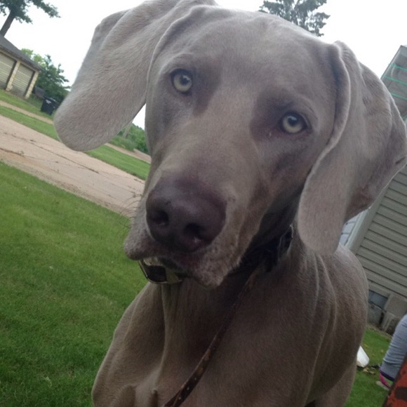 Profile Picture of Abigale Chileen (@chileen43) on Poshmark