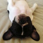 Profile Picture of Archibald The French Bulldog (@archibald_frenchbulldog) on Instagram