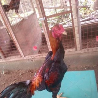 Profile Picture of Leo Sencil (@leo.sencil.39) on Facebook