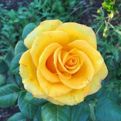 Profile Picture of vickihauger (@vickihauger) on Tiktok