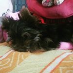 Ричард - Instagram Profile Picture of Ричард (@alexpoleschuk09) on Instagram