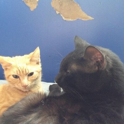 Profile Picture of Jonathan Keck (@thefarikuma) on Twitter