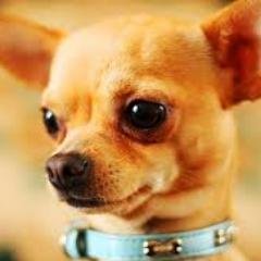 Profile Picture of Kim Kirkpatrick (@Thebuster1111) on Twitter