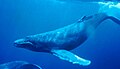 Profile Picture of Marine mammal - Wikipediaon Wikipedia