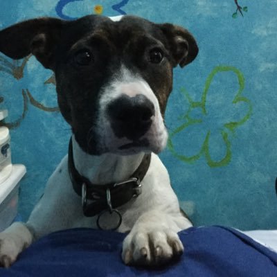 Profile Picture of Fernanda Barrera (@fernandacipher) on Twitter