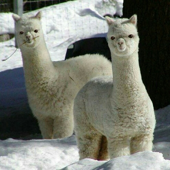 Profile Picture of Dylan Skinner (@dylan0828) on Poshmark