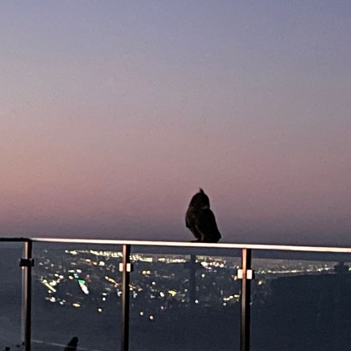 San lee - Tiktok Profile Picture of San lee (@sangjlee) on Tiktok