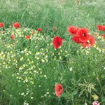 Benjamin velazco - Instagram Profile Picture of Benjamin velazco (@benjamin_velazco630) on Instagram