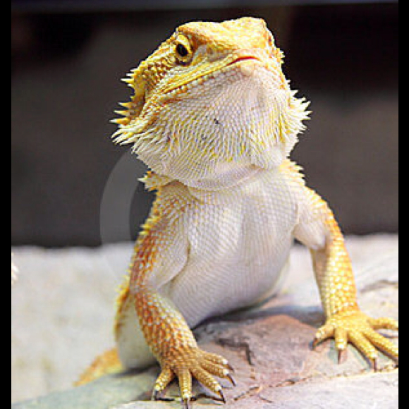 Profile Picture of Lilli Lamusga (@keri1212) on Poshmark