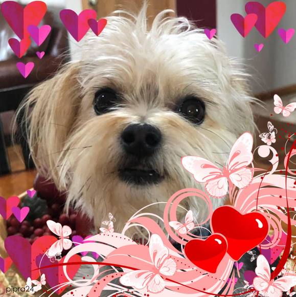 Profile Picture of Jo Zickel lovett (@deersl) on Poshmark