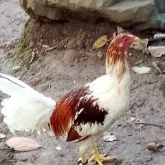 Profile Picture of Alex Corpuz (@alex.corpuz6) on Tiktok