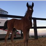 Profile Picture of Peter Toft (@toftendurance) on Instagram