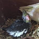 Profile Picture of Ryan Nimmo (@nimmryan04_voice_actor) on Instagram