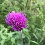 Kari Hansen - Instagram Profile Picture of Kari Hansen (@karihansen1) on Instagram