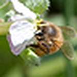 Profile Picture of Chris Gagnon (@daddy's dreams) on Flickr