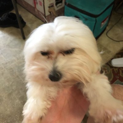 Profile Picture of Christopher Lok (@RairakuSaito) on Twitter