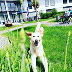 Profile Picture of 🐕Jule Paula Gräfenbach (@paulagraefenbach) on Instagram