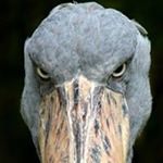 Chris Bevins - Instagram Profile Picture of Chris Bevins (@the_glasbox) on Instagram