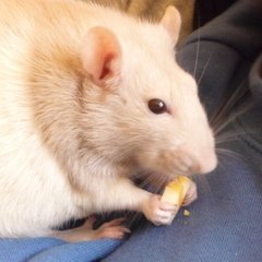 Profile Picture of Chris Rooker (@ChrisRooker1) on Twitter