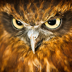 Profile Picture of Markrellison (@markrellison) on Flickr