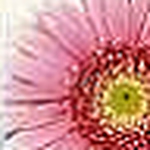 Profile Picture of Crystal Matherly (@matherly03) on Flickr