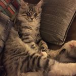 Profile Picture of Michael Bombara (@mbombara61) on Instagram