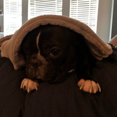 Profile Picture of Chad Muse (@muse_chad) on Twitter