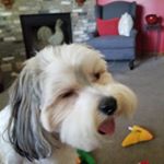 Profile Picture of david chapman (@davidchapman65) on Instagram