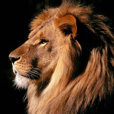 Profile Picture of Daniel Merlino (@DanielMerlino) on Twitter