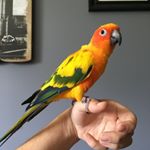 Profile Picture of Rio, Gloria & Little Bird (@holland_exoticpets) on Instagram