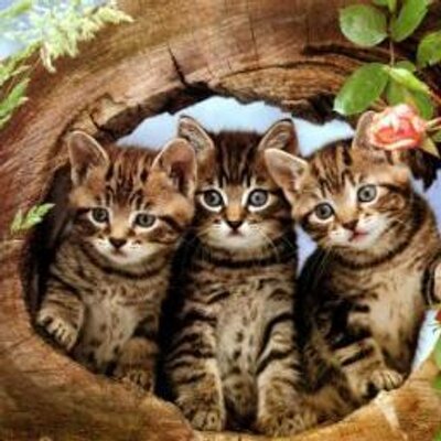 Profile Picture of Alexander Pabon (@alexanderpabon5) on Twitter