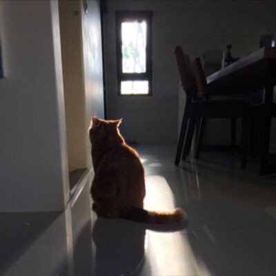 Profile Picture of Hsin Feng Lan (@HsinFengLan) on Twitter