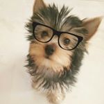 Profile Picture of chestnut_the_terrier (@chestnut_the_terrier) on Instagram