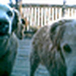 Profile Picture of Brent Davis (@zebbidog) on Flickr