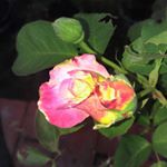 Profile Picture of janet welsh (@janet.welsh33) on Instagram