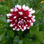 Profile Picture of Darlene Wehler Samick (@Darlene-Wehler-Samick) on Facebook