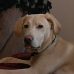 Profile Picture of Archie Siwik-Tuttle (@the_archie_chronicles) on Instagram