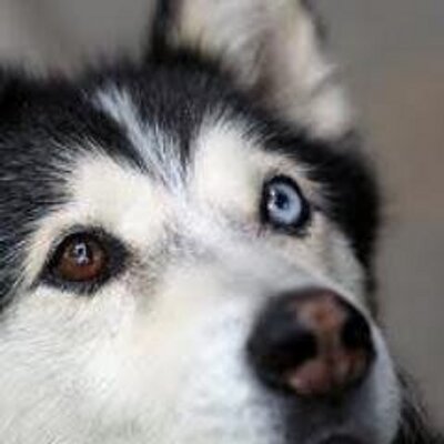 Profile Picture of David Bow Wow (@DaveBowWow) on Twitter