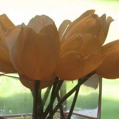 Profile Picture of Meagan Rhoades (@Devswife) on Twitter