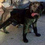 Profile Picture of aprile (@cane2corso) on Instagram