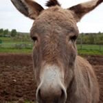 Profile Picture of Foster Doyle (@foster.doyle) on Instagram