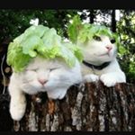 Profile Picture of Tara Conklin (@lettuceandcats) on Instagram