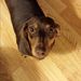Profile Picture of Cha Cha Vogelsong (@rockpat44) on Pinterest