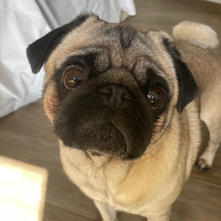 Profile Picture of Leonardo_the_carlin (@leonardothecarlin) on Tiktok