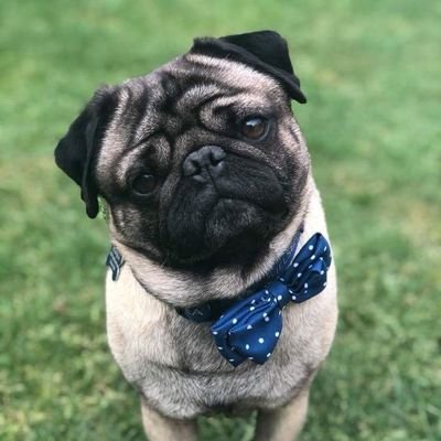 Profile Picture of David B (@butters97) on Twitter