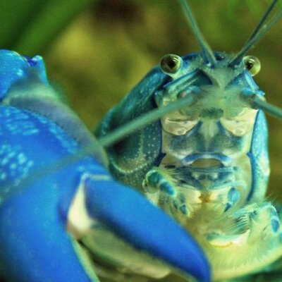 Profile Picture of Herr Bert Bert (@Herbert_Bert) on Twitter