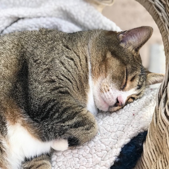 Profile Picture of Týra Vulcano (@tyramisu) on Poshmark