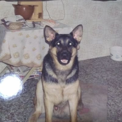 Profile Picture of Cristina Alvarez (@donna_coralia) on Twitter