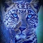 Profile Picture of Serge Philippe Grenier Robin (@grenierrobin) on Instagram