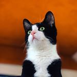 Profile Picture of Johnny B. • Foster Cat (@johnnybravocat) on Instagram